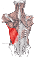 Latissimus_dorsi